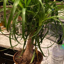 Ponytail Palm plant