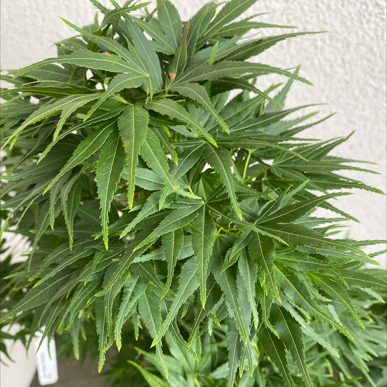 Japanese Maple plant photo by Jasive named Mikawa on Greg, the plant care app.