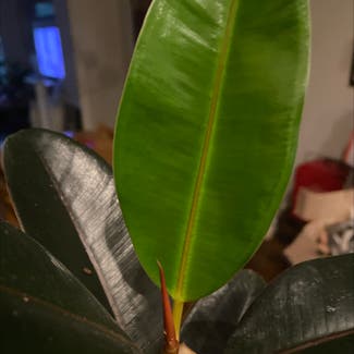 Rubber Plant plant in Houston, Texas