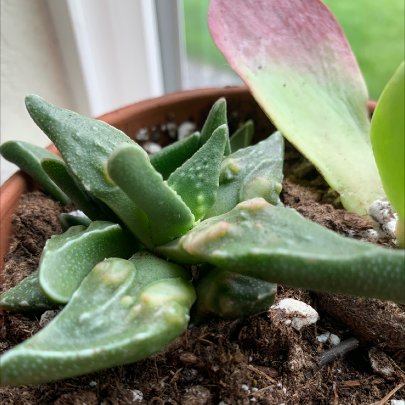 Tiger's Jaw plant in a pot with some browning at the tips of its leaves.