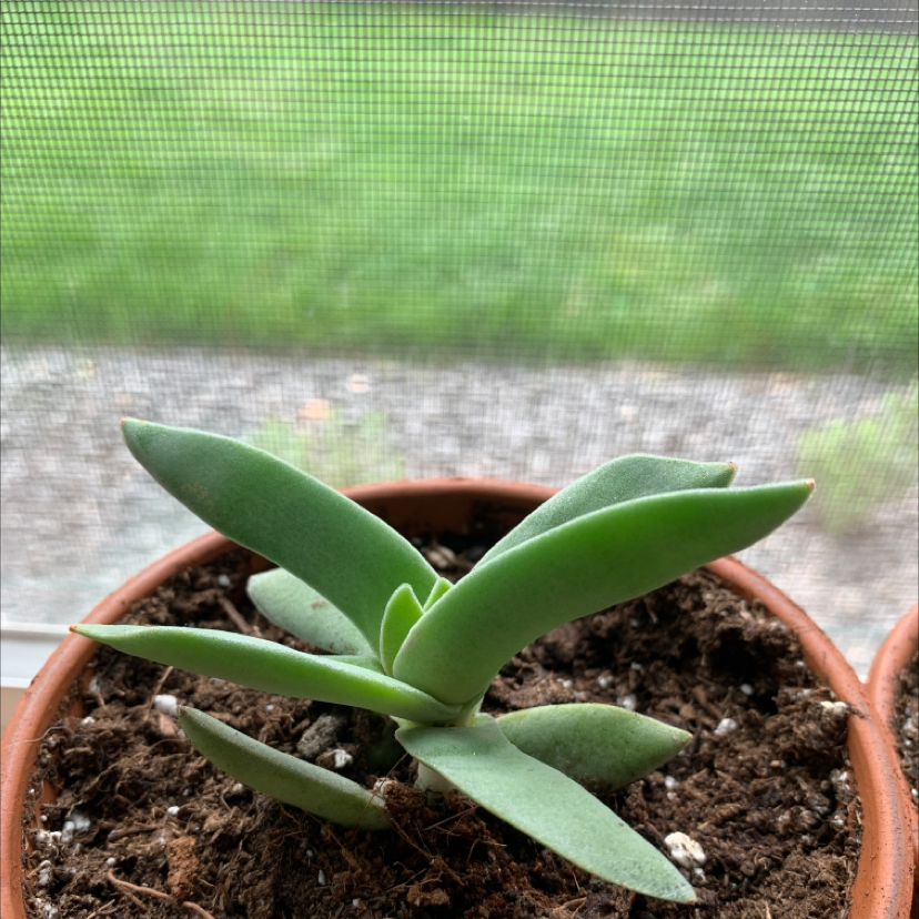 Propeller Plant in a small pot with visible soil, healthy green leaves, and no signs of disease.