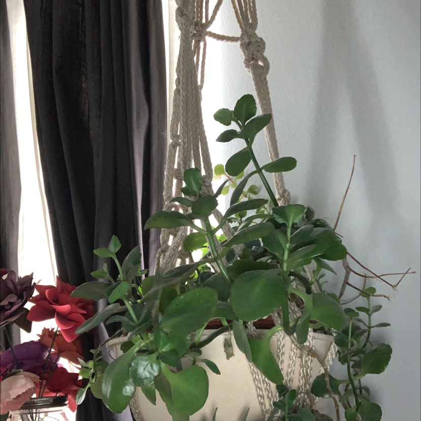 Florist Kalanchoe plant photo by @Rockladyj named Oma Bernice on Greg, the plant care app.