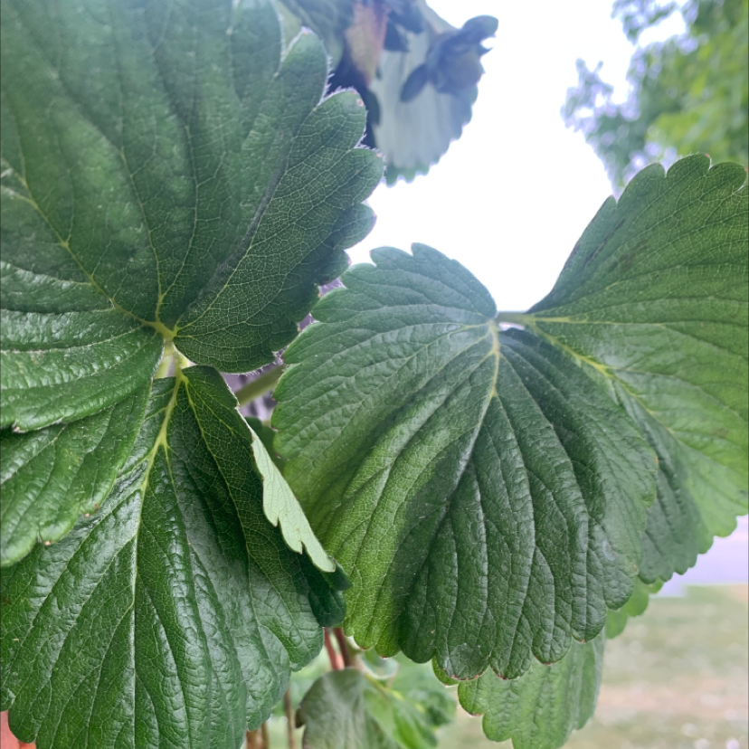 California Strawberry plant photo by @Rockladyj named Mr. Straw on Greg, the plant care app.