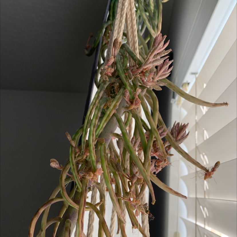 Mother of Millions plant photo by @Rockladyj named Spike Leaves on Greg, the plant care app.