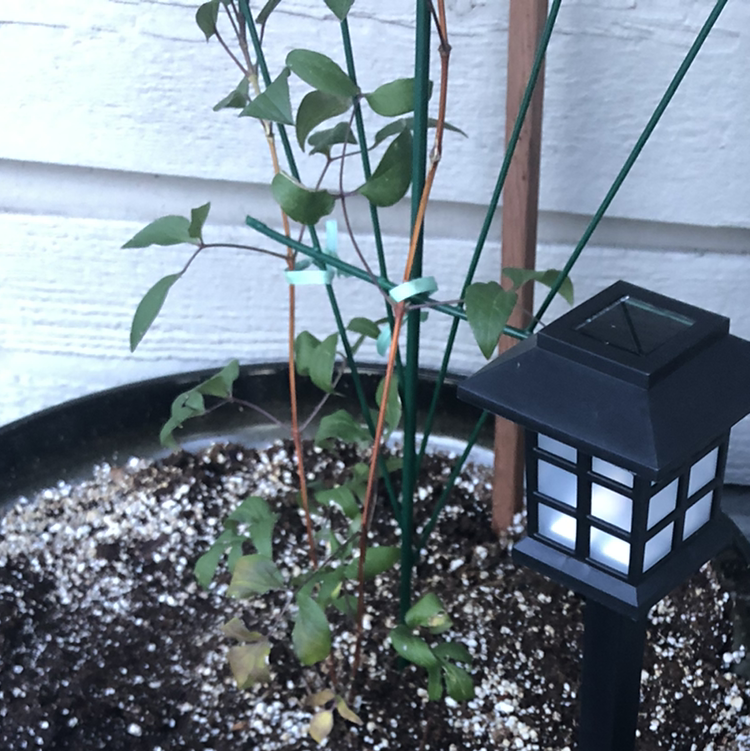 Photo of the plant species Aleksandrit by Jessica a named Stella on Greg, the plant care app