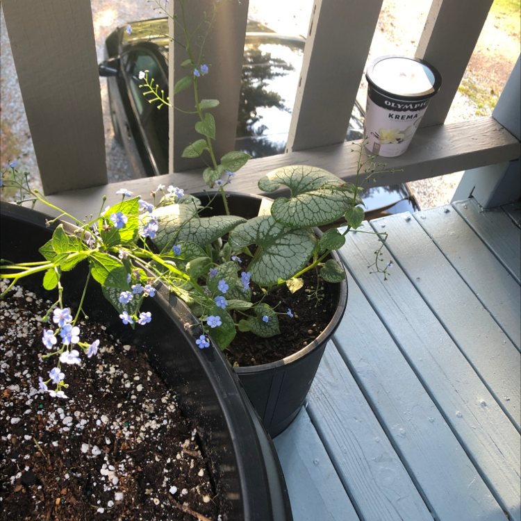 Potted false Forget-Me-Not plant with blue flowers and large leaves on a porch.