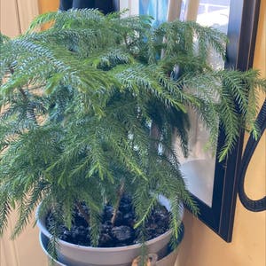 Araucaria Heterophylla plant photo by Ginny named Christmas tree on Greg, the plant care app.