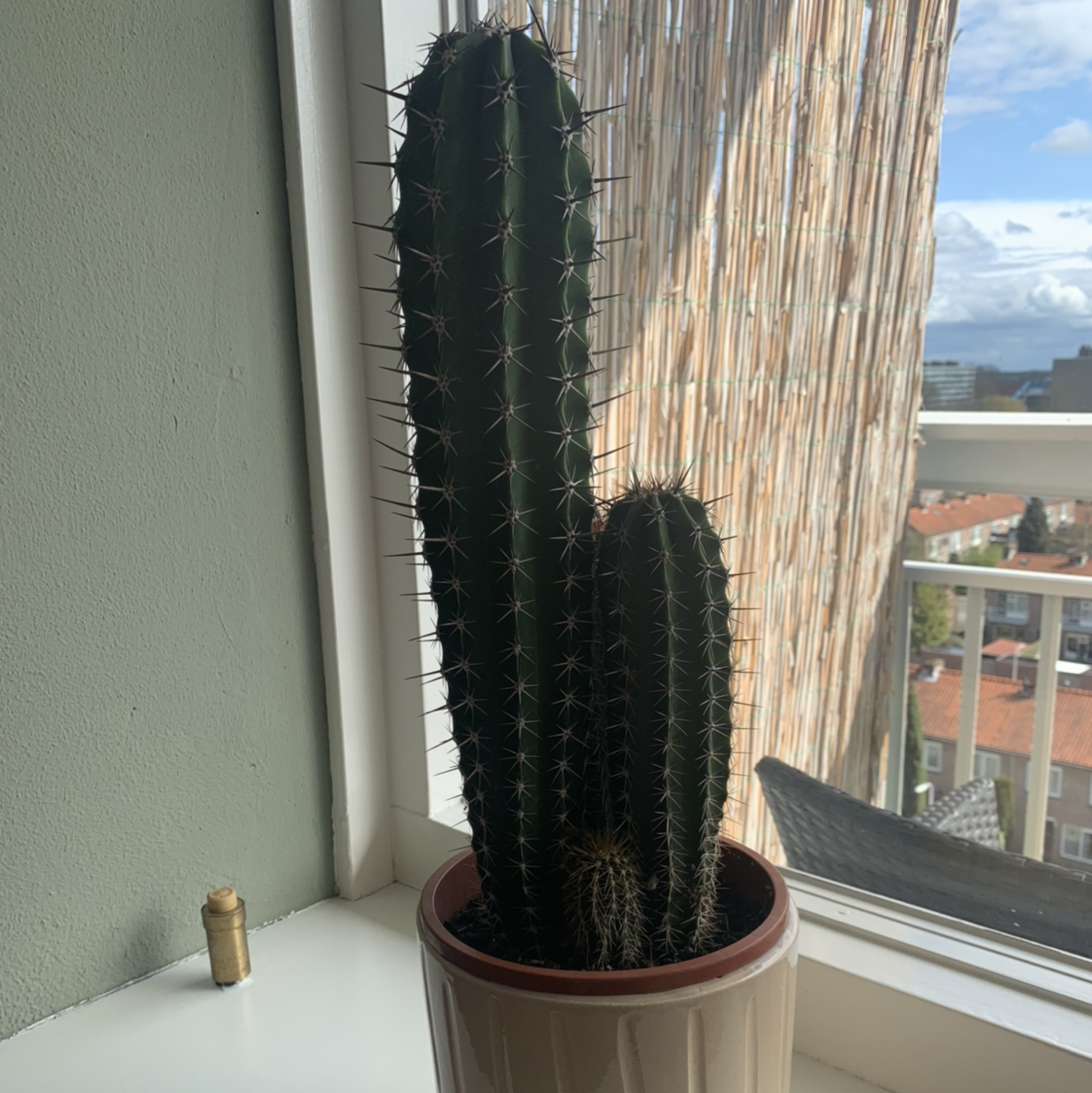 Photo of the plant species Hairbrush by @Bosier named Spike on Greg, the plant care app