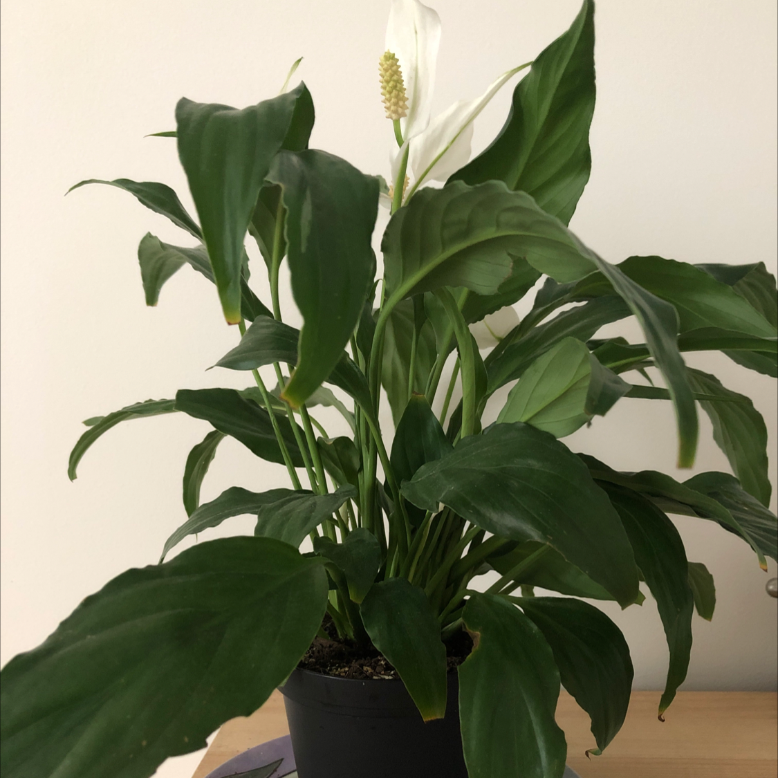 Peace Lily plant photo by @gracenevitt named Billy Crystal on Greg, the plant care app.