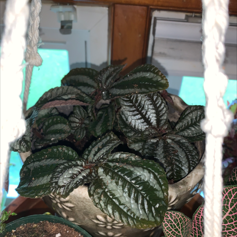 Photo of the plant species Pilea inaequalis by @gurglegurgle named Mac on Greg, the plant care app
