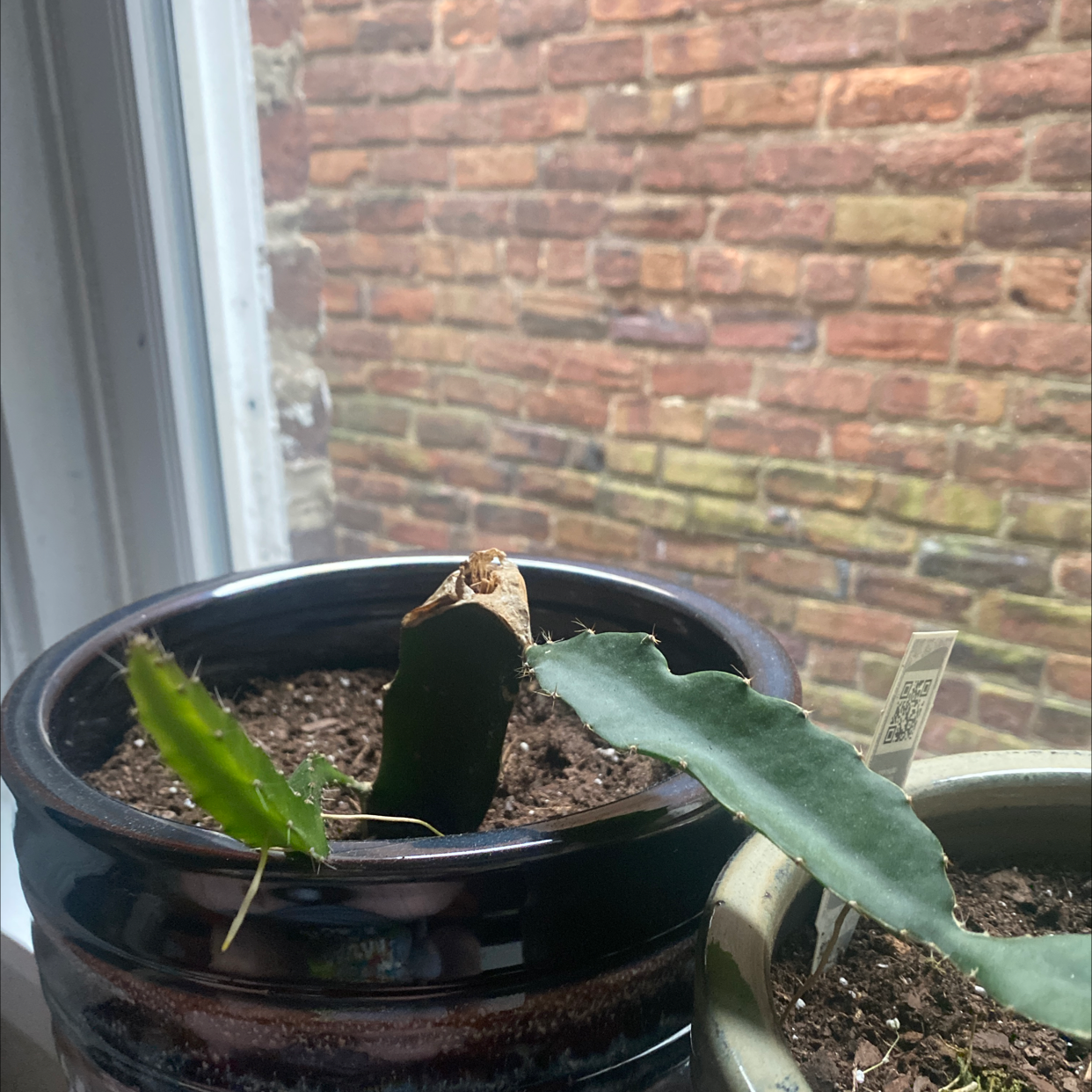 Dragonfruit plant photo by @emilytompkins named Rasputin on Greg, the plant care app.