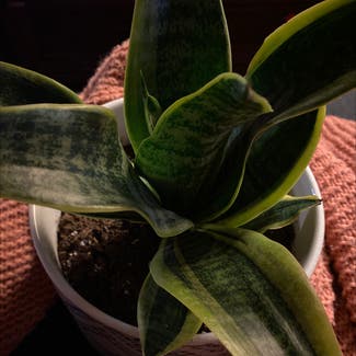 Snake Plant plant in Pound, Virginia