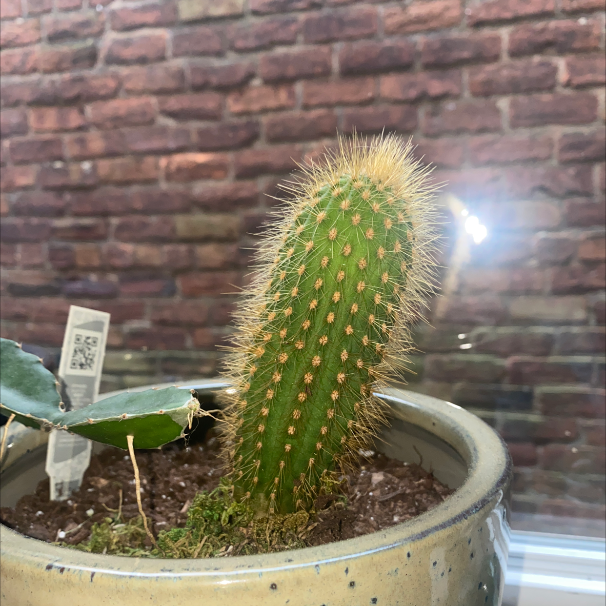 Golden Torch plant photo by @emilytompkins named Santiago on Greg, the plant care app.