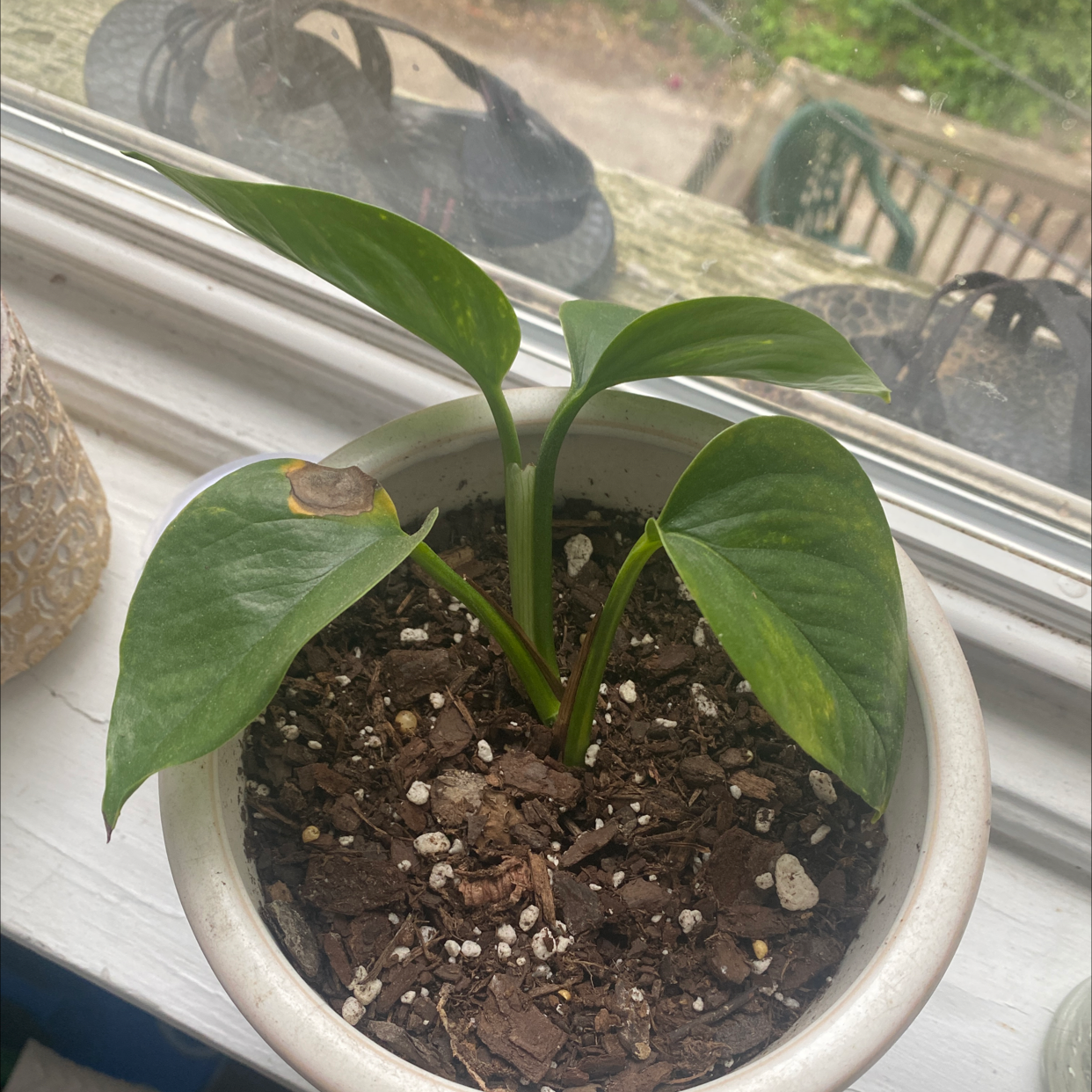 Taro Vine plant photo by @emilytompkins named Keanu Leaves on Greg, the plant care app.