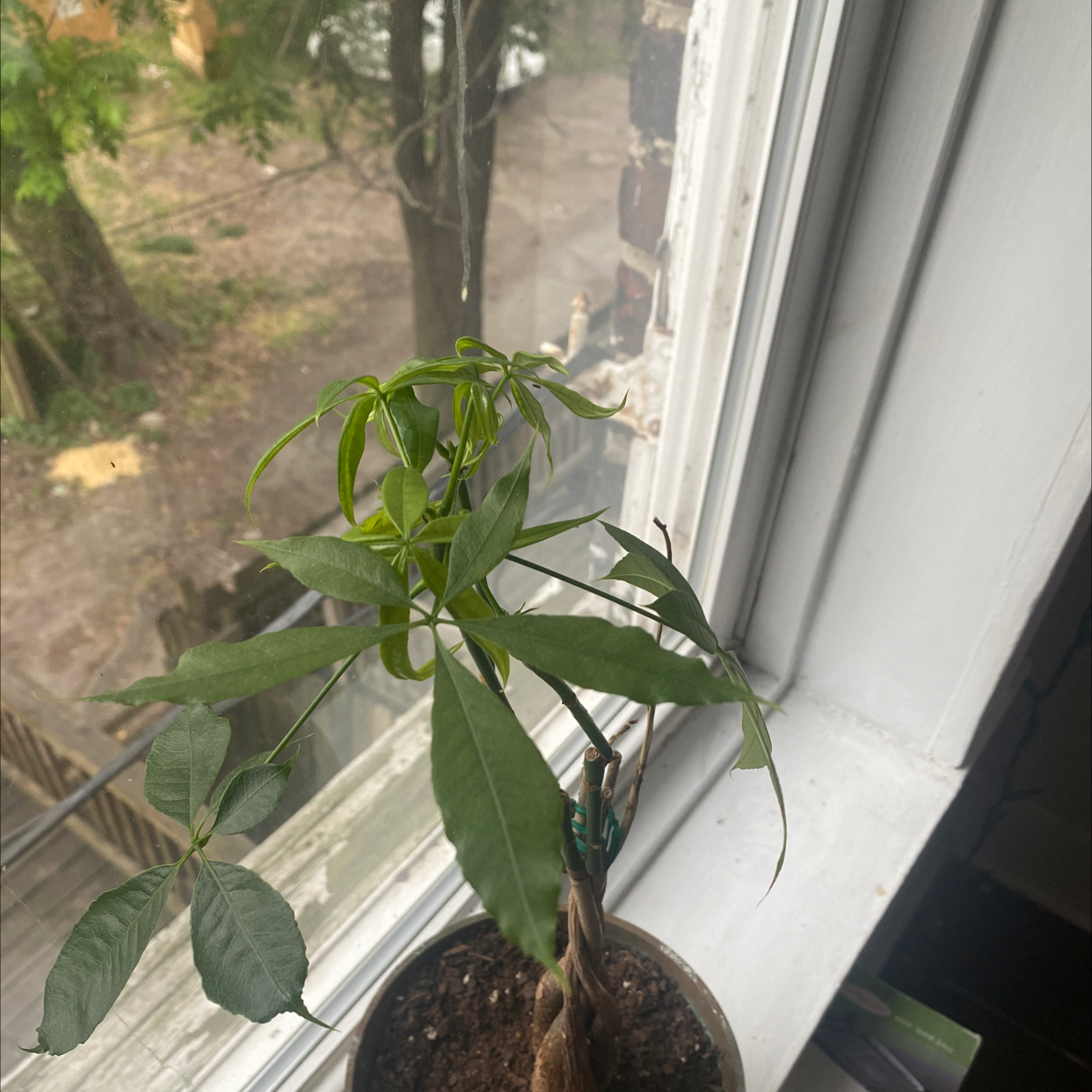 Money Tree plant photo by @emilytompkins named Homer on Greg, the plant care app.