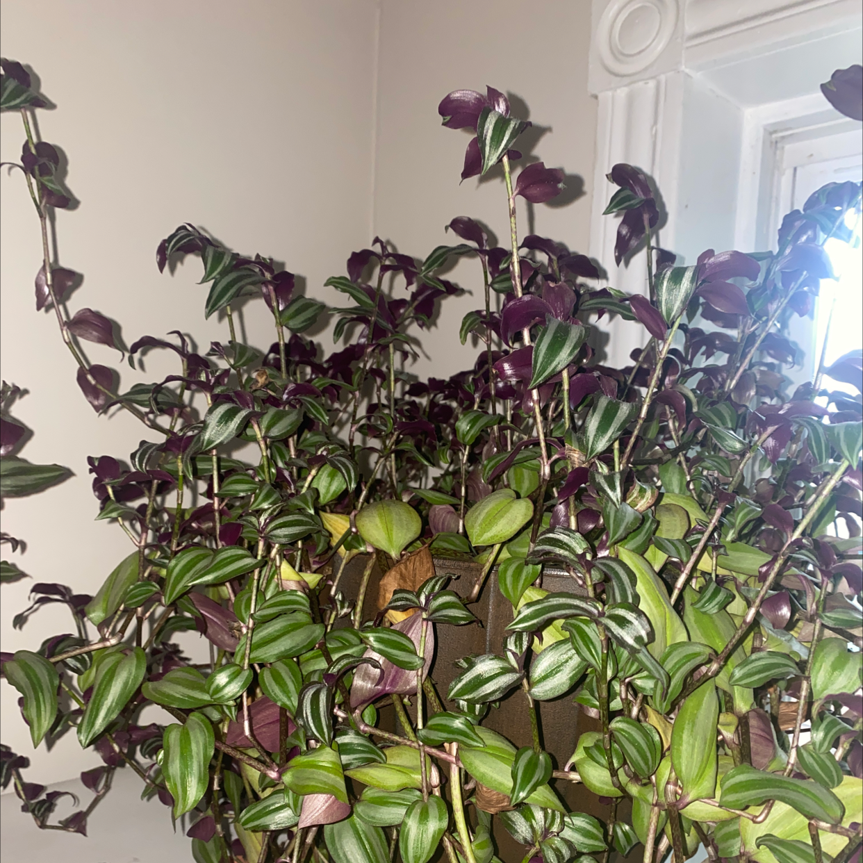 Spiderwort plant photo by @emilytompkins named Nana on Greg, the plant care app.