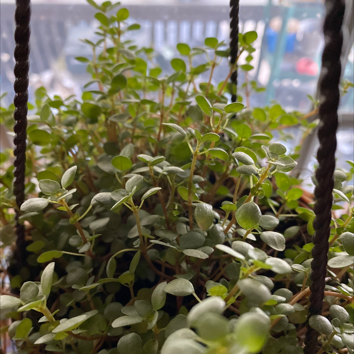 Pilea 'Aquamarine' plant in a hanging pot, healthy green leaves.