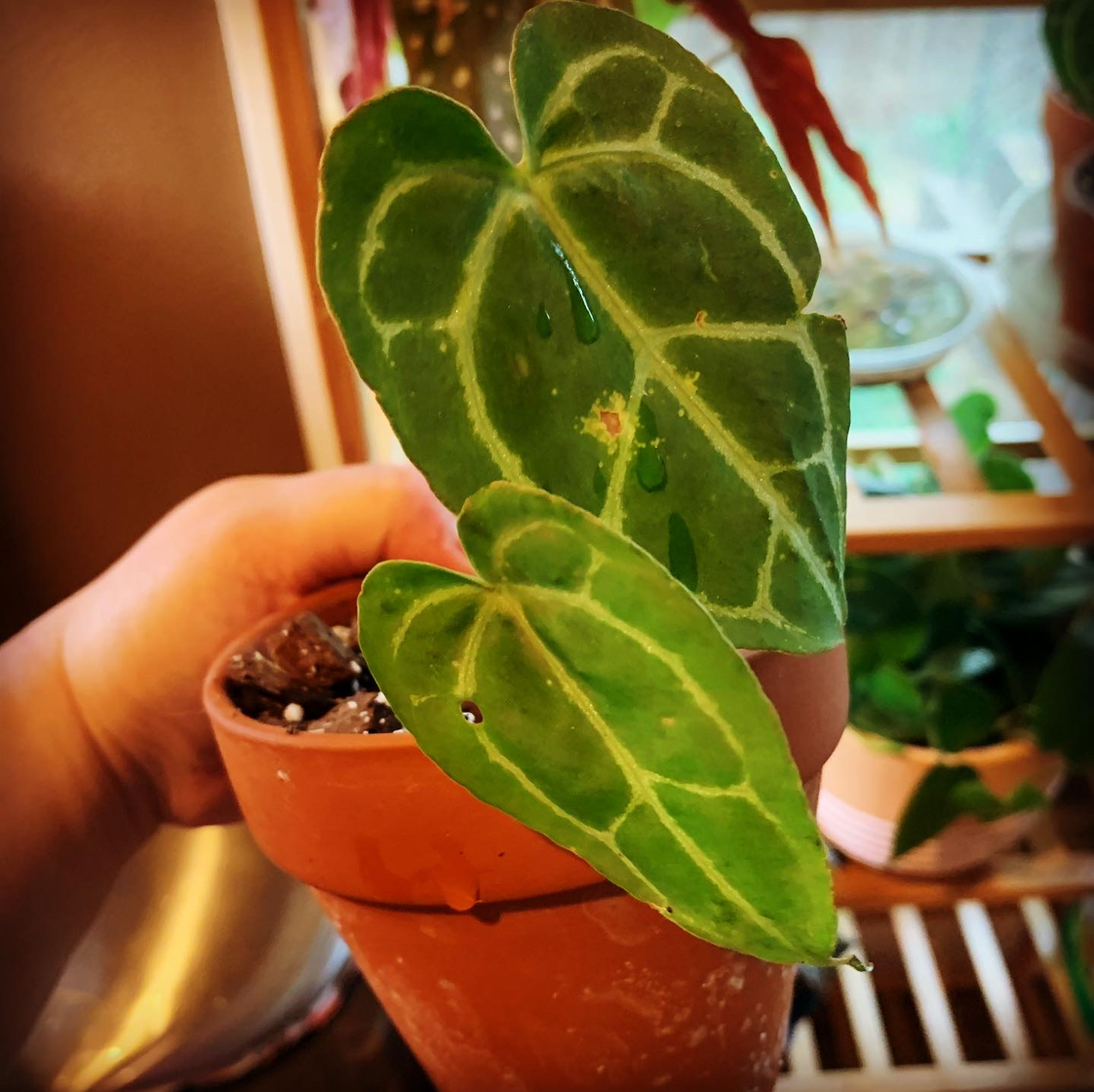Crystal Anthurium plant with healthy green leaves in a terracotta pot, held by a hand.