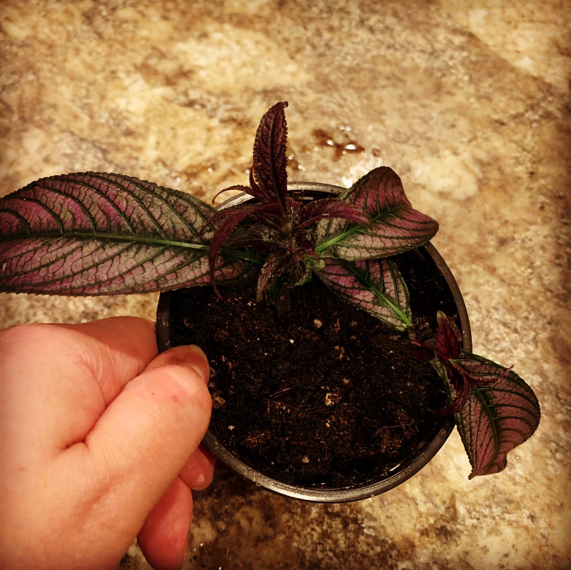 Persian Shield plant in a pot with visible soil, held by a hand.