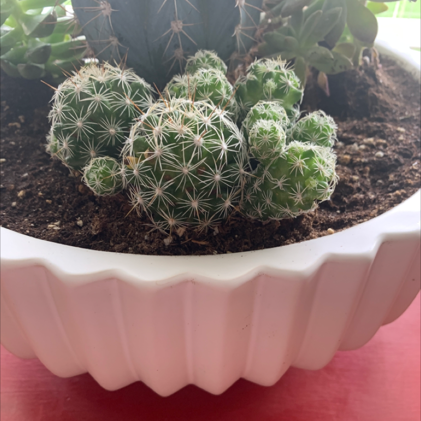 Missouri Foxtail Cactus in a white pot with visible soil.