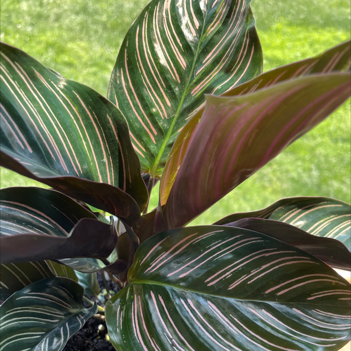 Pinstripe Calathea plant photo by @kilikena311 named Scarlett on Greg, the plant care app.