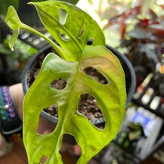 Window Leaf plant in Jacksonville, Florida