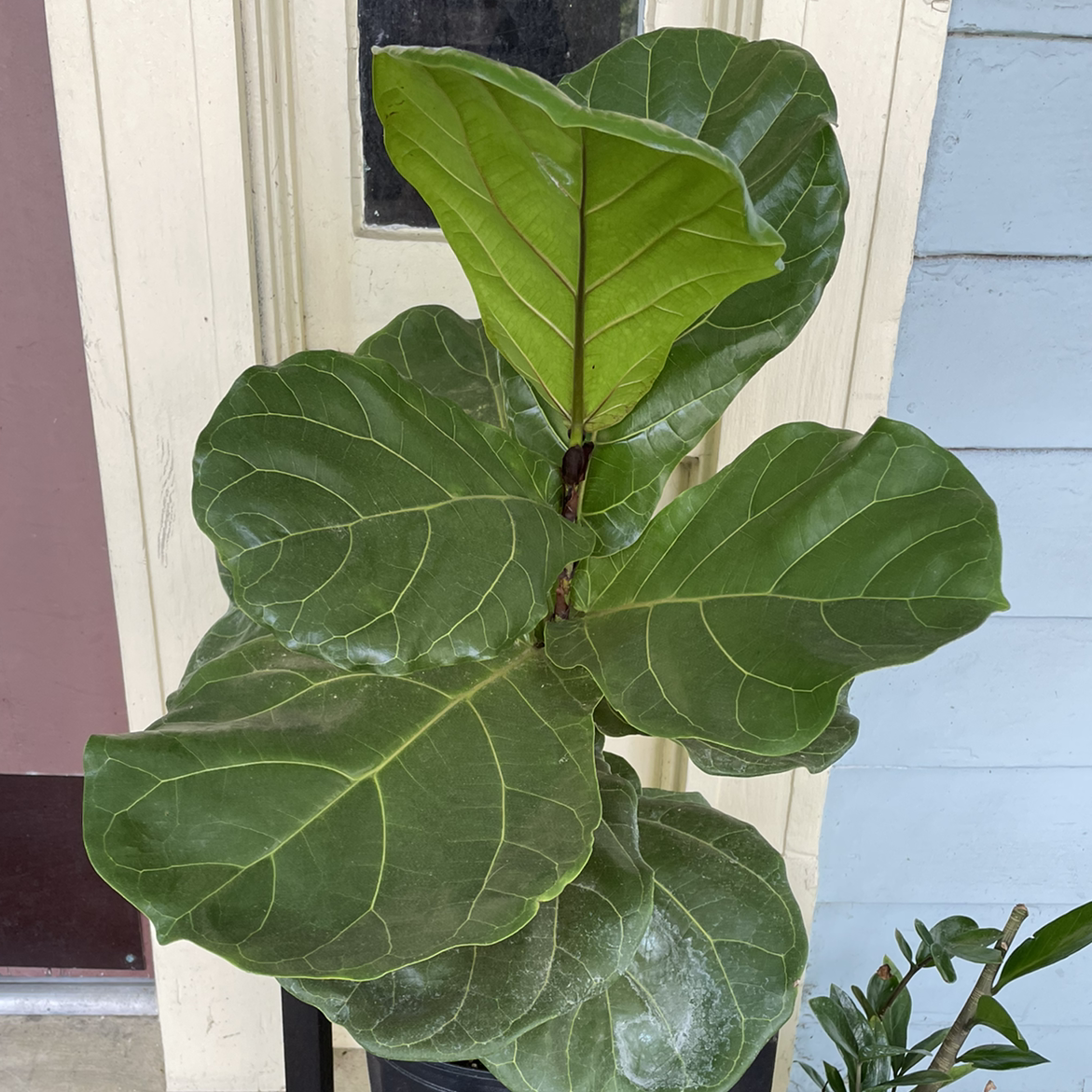 Fiddle Leaf Fig plant photo by @egotopia named Figaro on Greg, the plant care app.