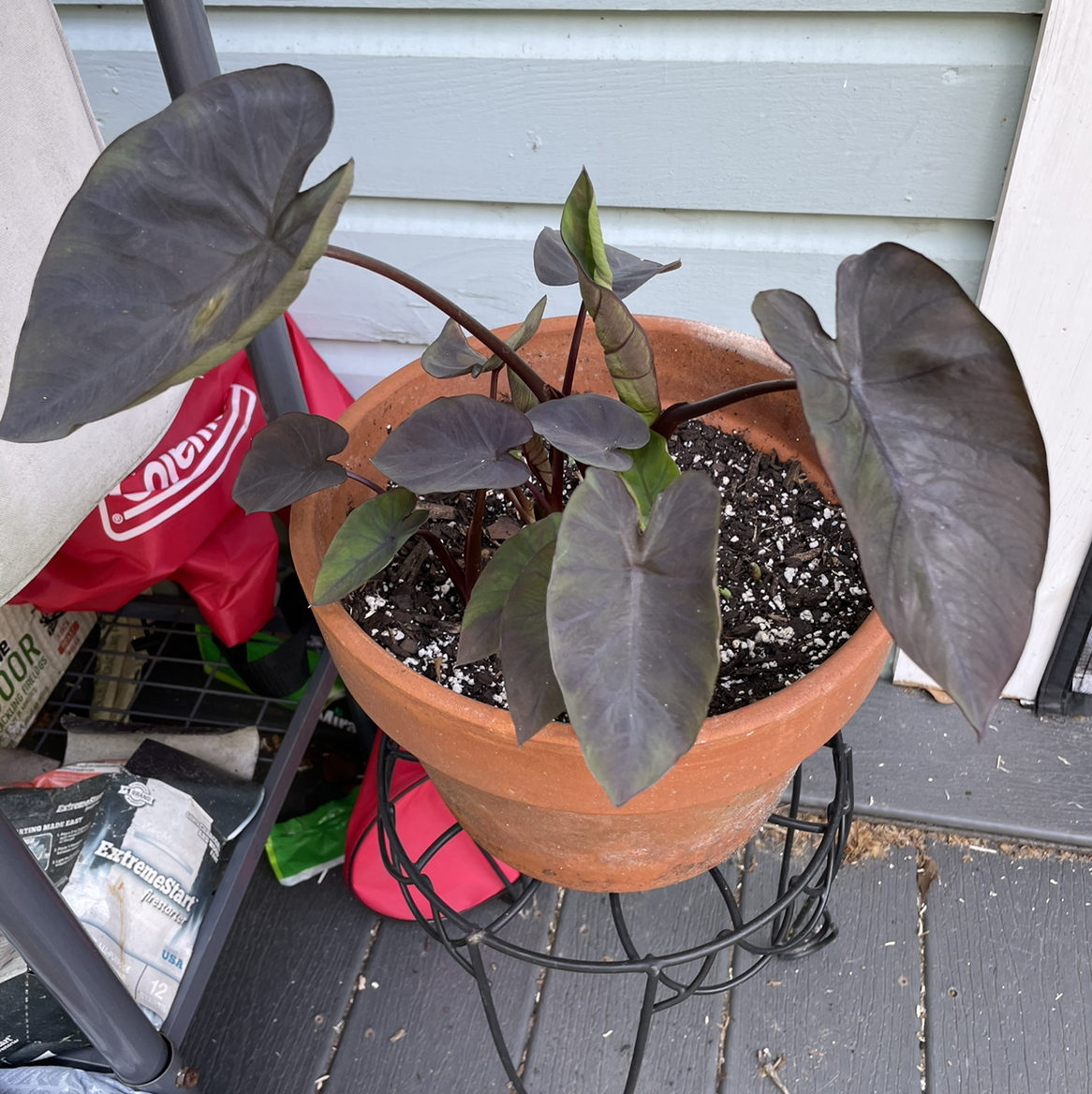 Taro plant photo by @egotopia named Colocasia Esculenta ‘Black Magic’ on Greg, the plant care app.