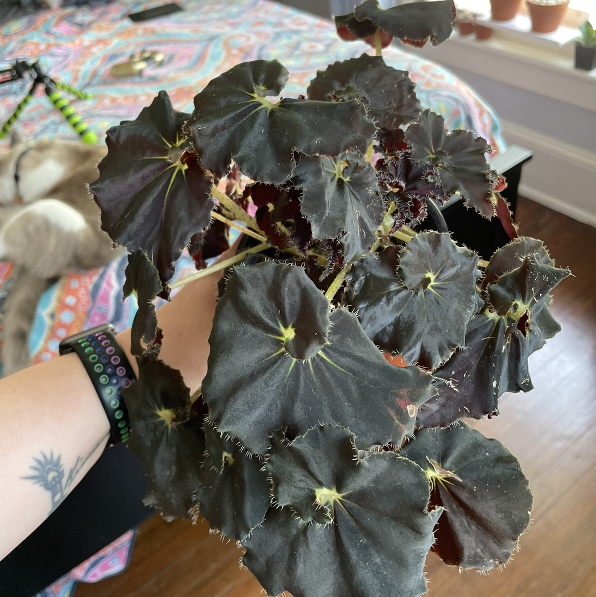 Begonia 'Black Mamba' plant photo by @egotopia named Black Mamba on Greg, the plant care app.