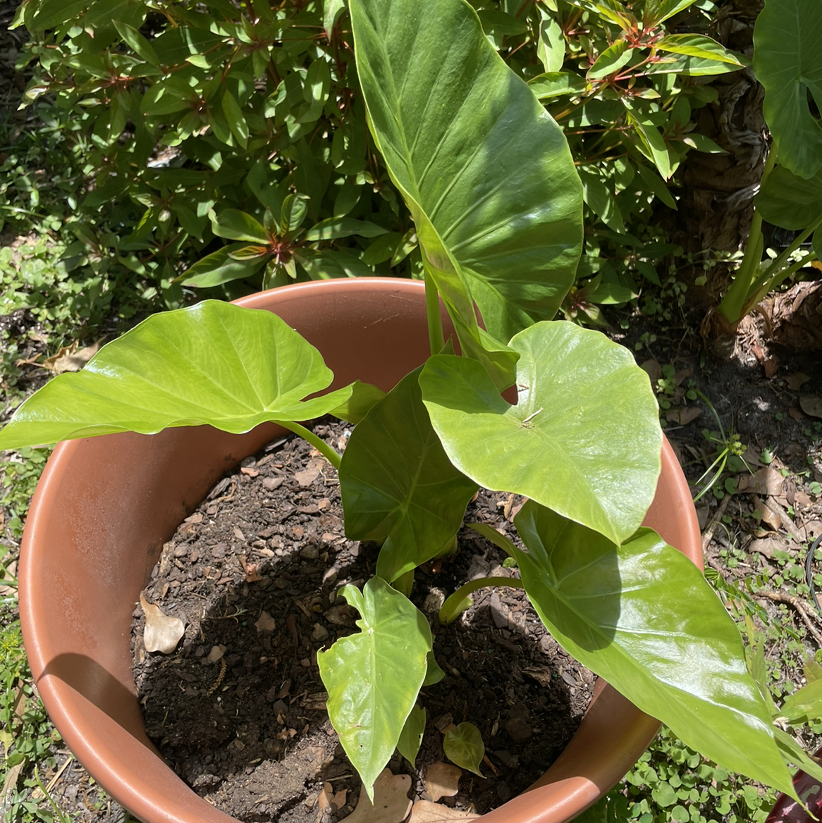Giant Taro plant photo by @egotopia named Yoink on Greg, the plant care app.