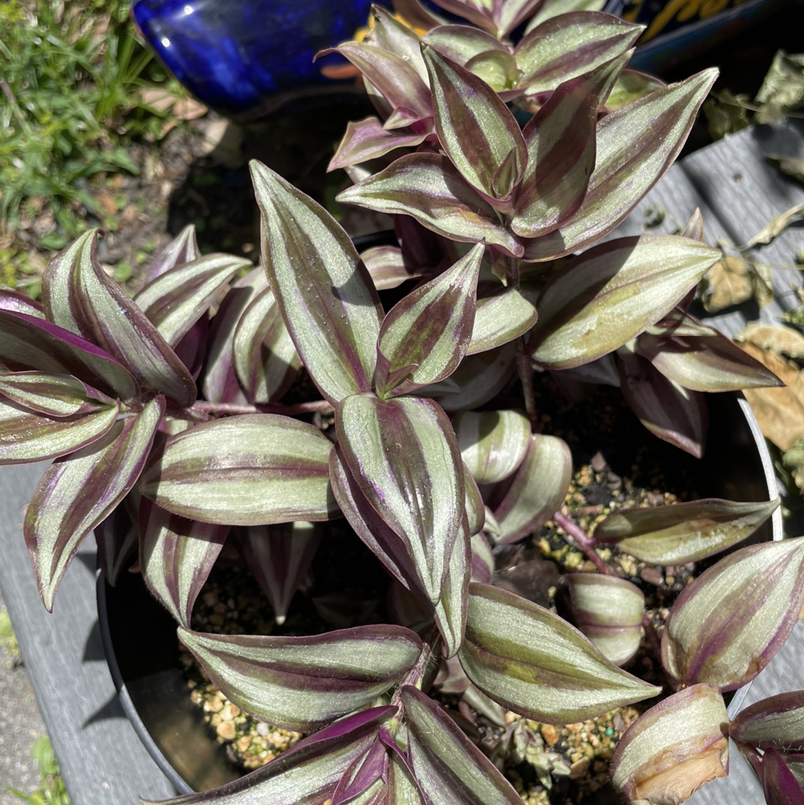 Spiderwort plant photo by @egotopia named Tradescantia zebrina on Greg, the plant care app.