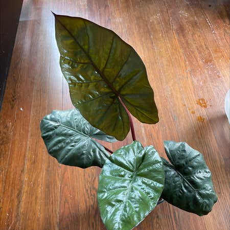 Photo of the plant species Alocasia 'Serendipity' by Egotopia named Alocasia Serendipity on Greg, the plant care app