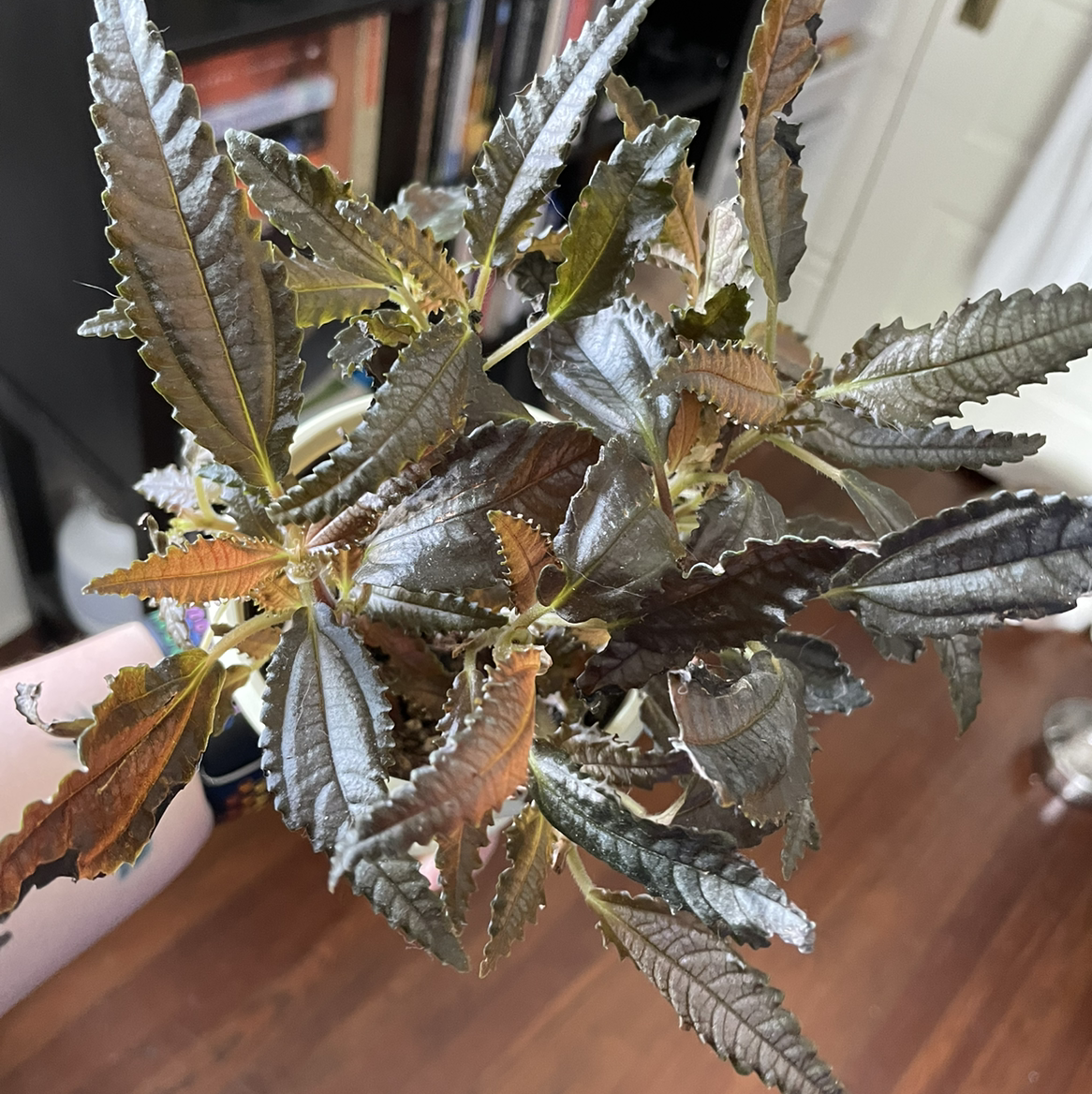 Dark Mystery Pilea plant with dark, serrated leaves, some showing browning and yellowing.