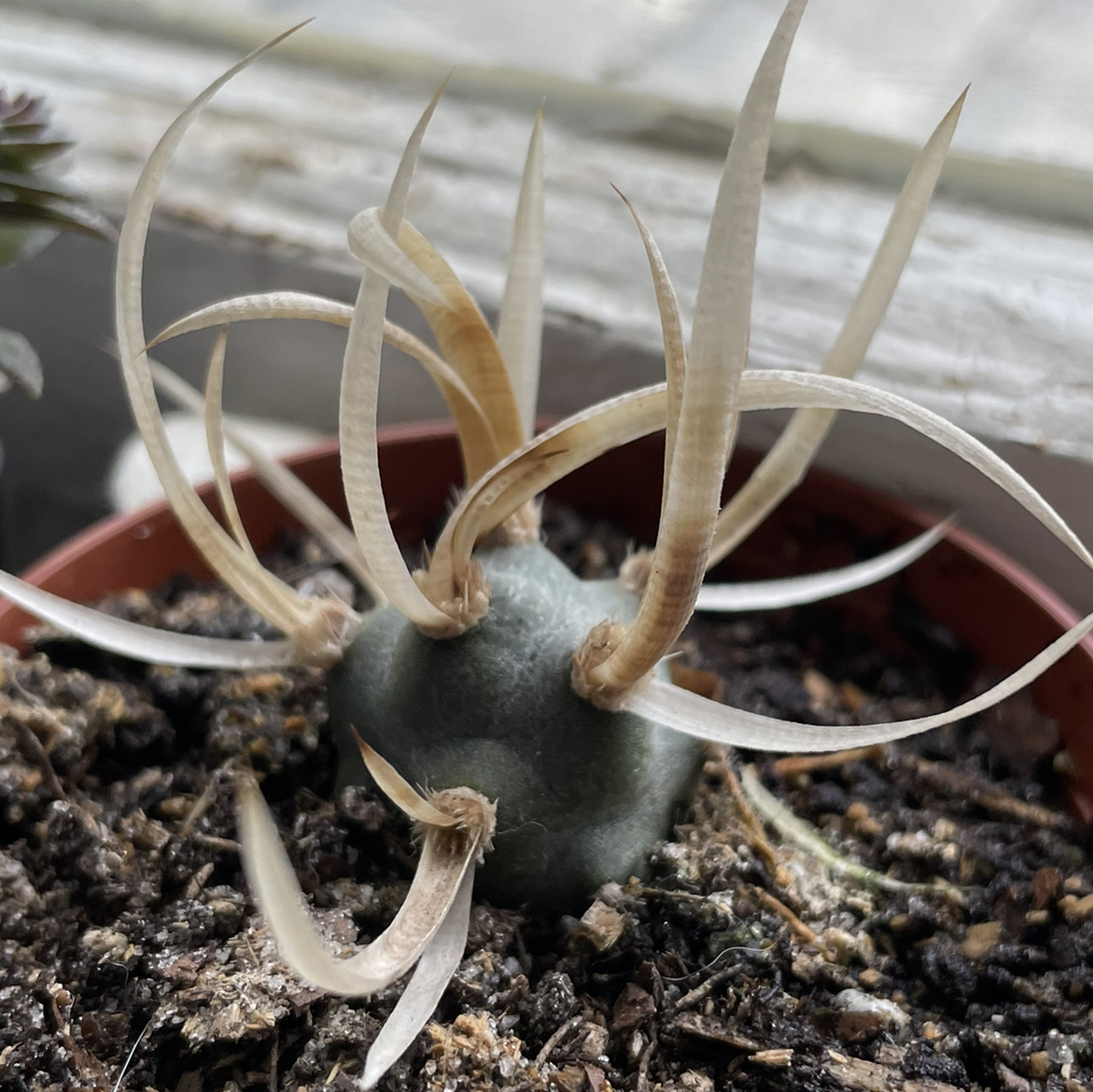 Pine Cone Cactus in a pot with visible soil and some browning leaves.