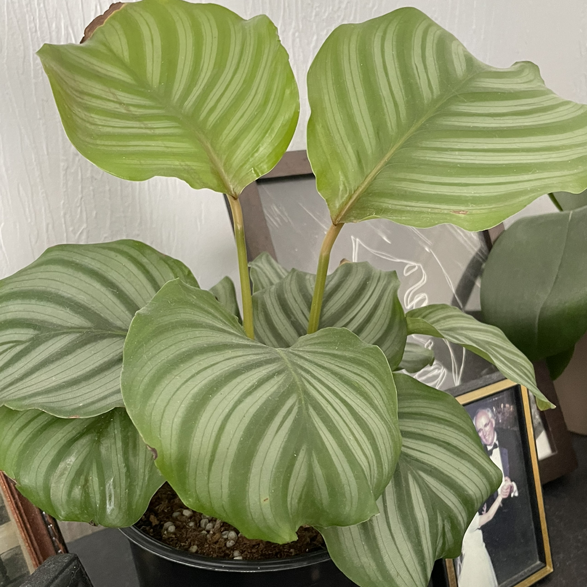 Calathea Orbifolia plant photo by @egotopia named Calathea orbifolia on Greg, the plant care app.