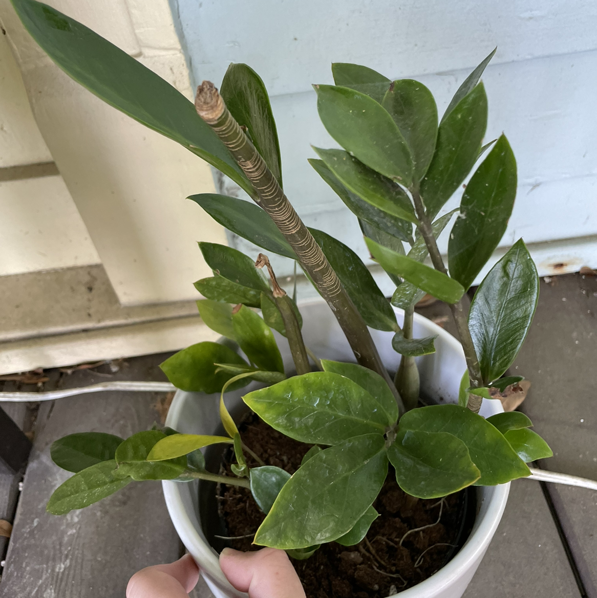 Zamioculcas Zamiifolia plant photo by @egotopia named ZZ Plant on Greg, the plant care app.