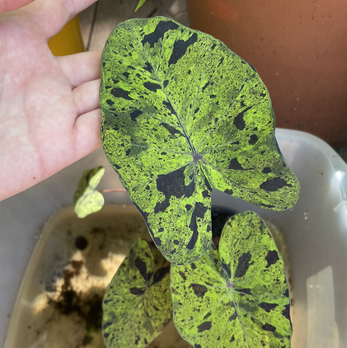 Taro 'Mojito' plant with green and black variegated leaves, hand holding a leaf.