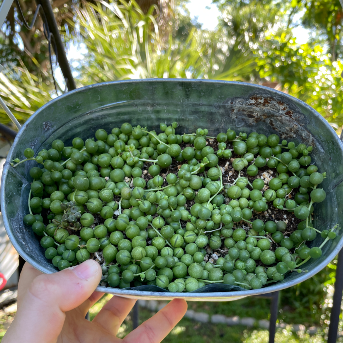 String of Pearls plant photo by @egotopia named Curio rowleyanus on Greg, the plant care app.