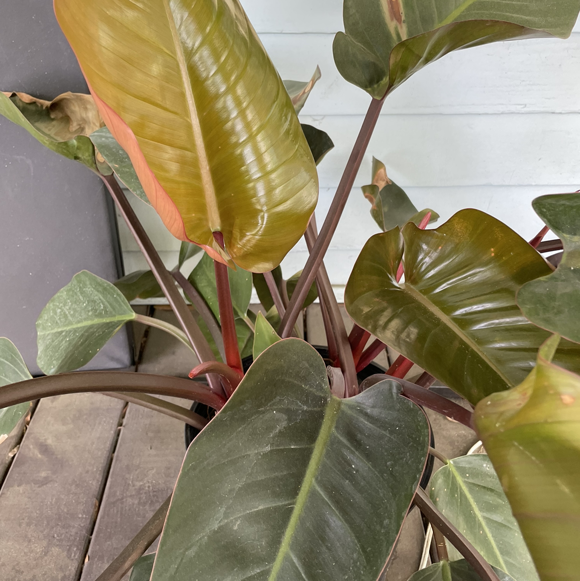 Philodendron 'Red Congo' plant with large, glossy leaves, some yellowing and browning.