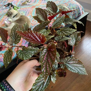 Cane Begonia plant photo by @egotopia named Benny on Greg, the plant care app.