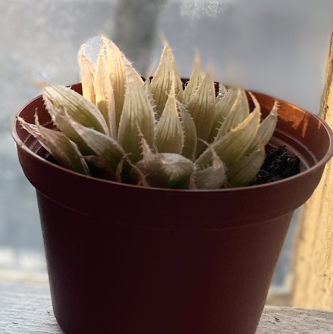Photo of the plant species Glassrim Haworthia by @egotopia named Haworthia mucronata on Greg, the plant care app