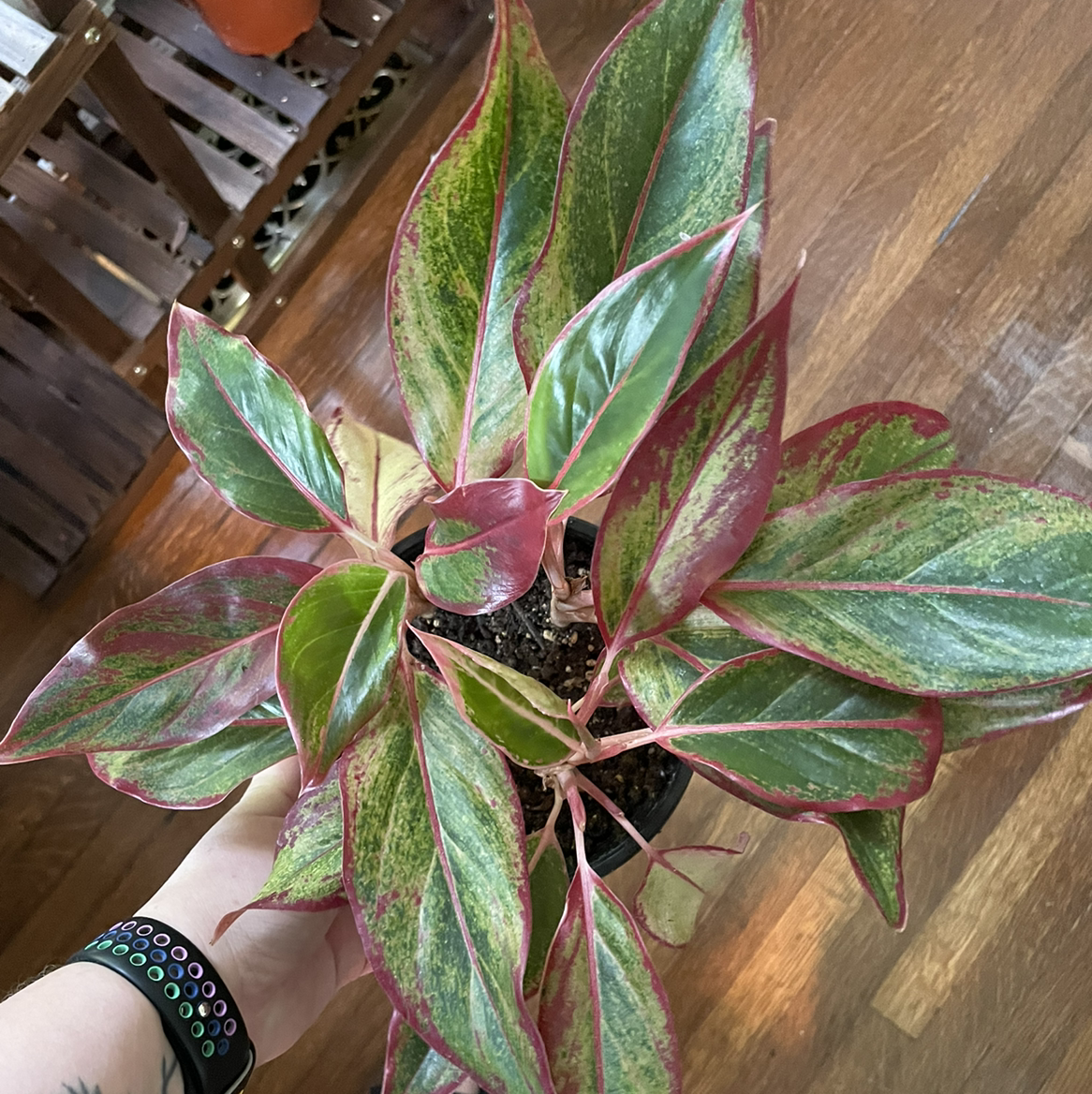 Chinese Evergreen plant photo by @egotopia named Aglaonema ‘Firecracker’ on Greg, the plant care app.