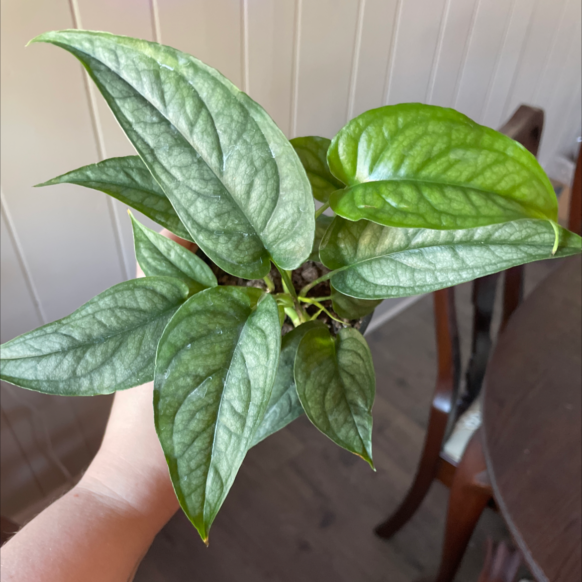 Silver Monstera plant with healthy green leaves held by a hand.
