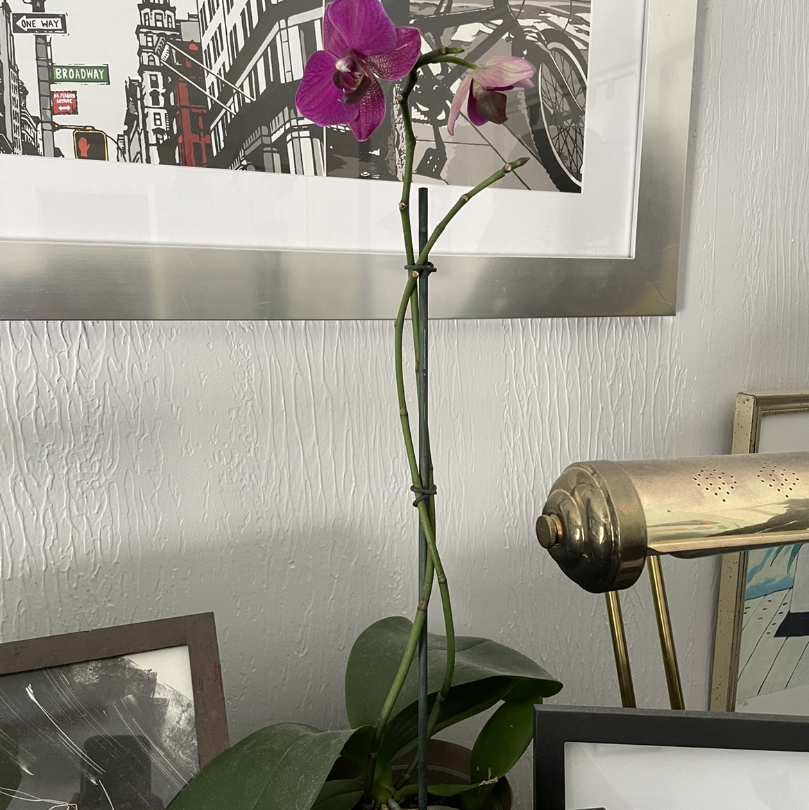 Phalaenopsis Orchid plant photo by @egotopia named Phalaenopsis orchid on Greg, the plant care app.