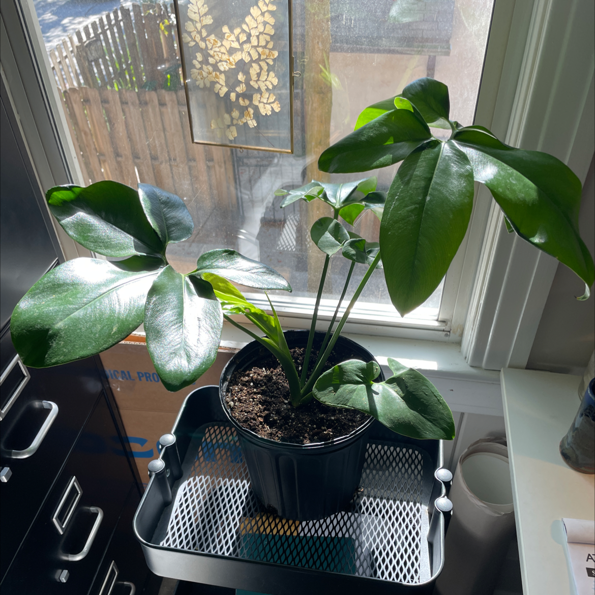 Healthy Thaumatophyllum spruceanum plant with large green leaves near a window.