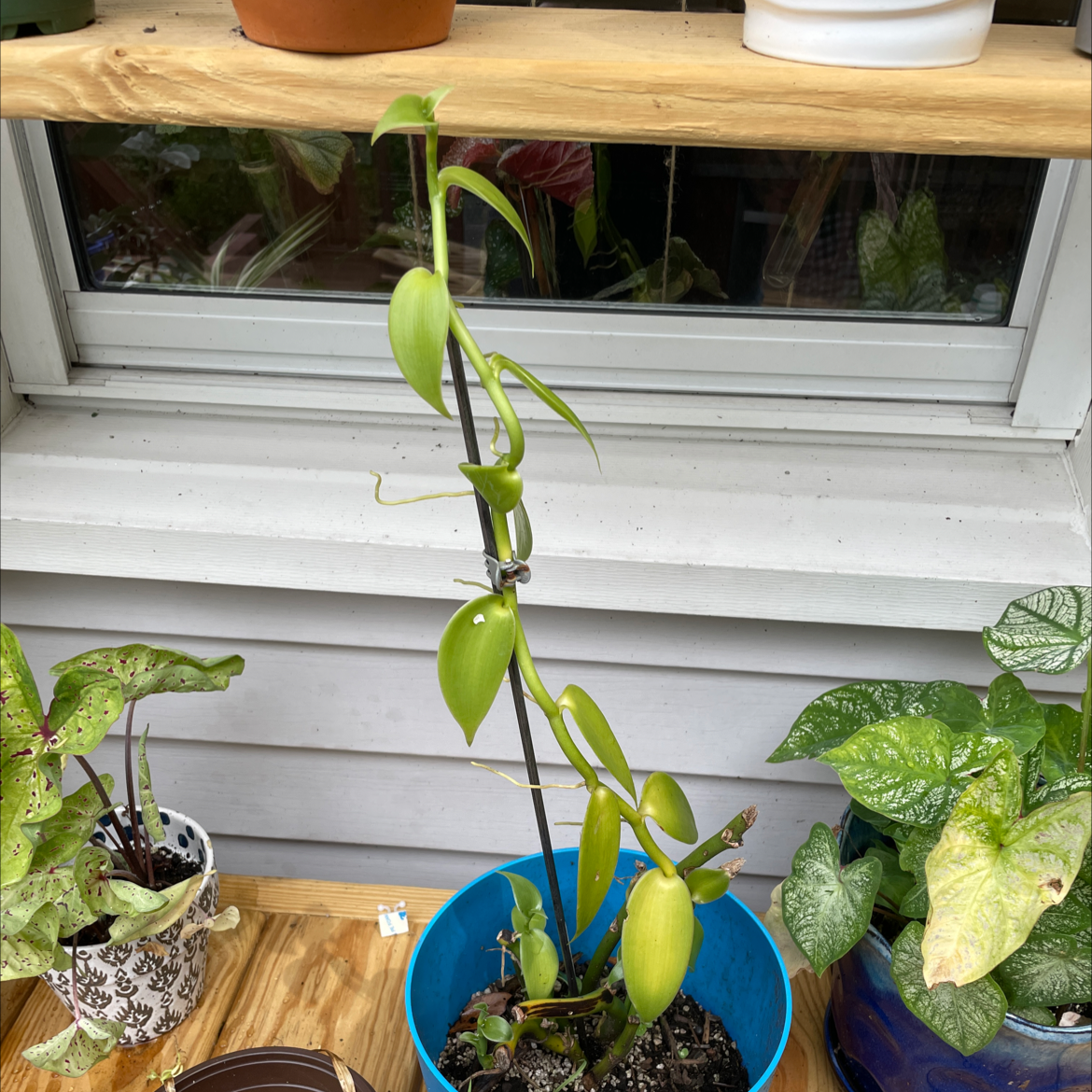 Flat Leafed Vanilla plant in a blue pot, healthy with visible soil.