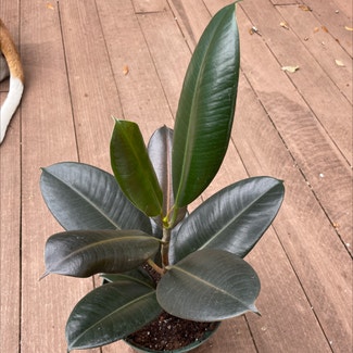 Rubber Plant plant in Jacksonville, Florida