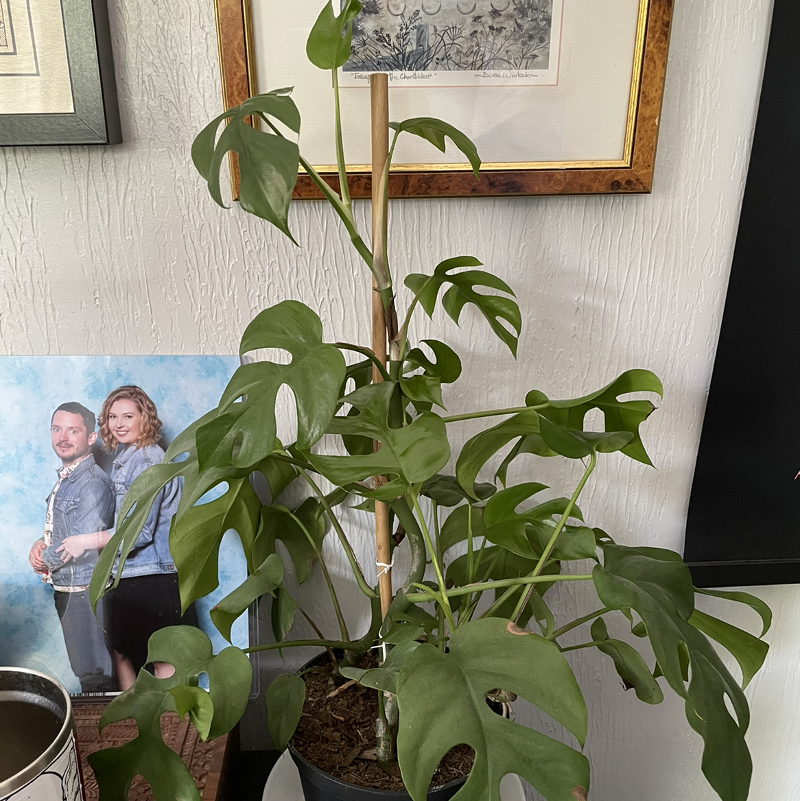 Mini Monstera plant photo by @egotopia named Raphidophora tetrasperma on Greg, the plant care app.