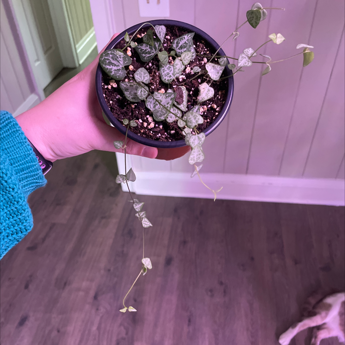 Photo of the plant species String of Spades by @egotopia named Ceropegia woodii on Greg, the plant care app