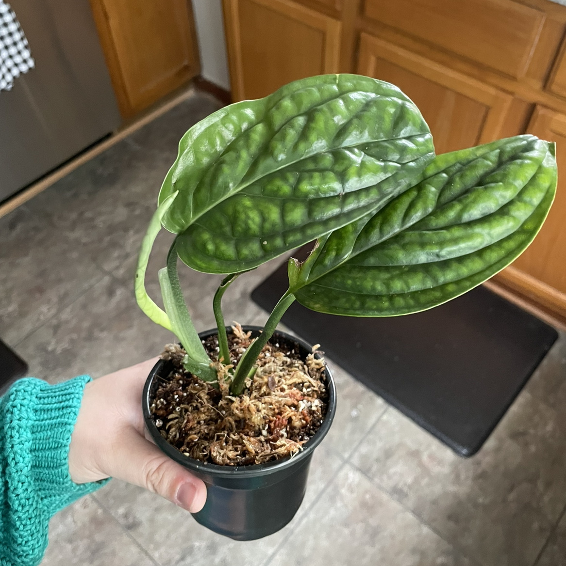 Photo of the plant species Monstera pinnatipartita by @egotopia named Monstera Peru on Greg, the plant care app